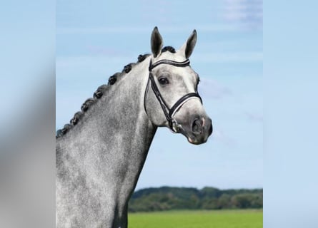 Oldenburg-International (OS), Stallion, 13 years, 16.1 hh, Gray