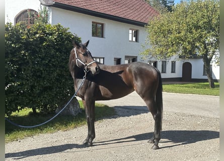 Oldenburg-International (OS), Sto, 6 år, 160 cm, Mörkbrun