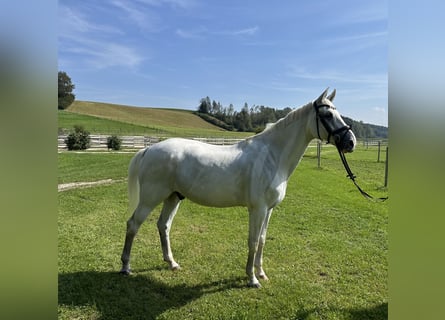 Oldenburg-International (OS), Valack, 16 år, 174 cm, Grå