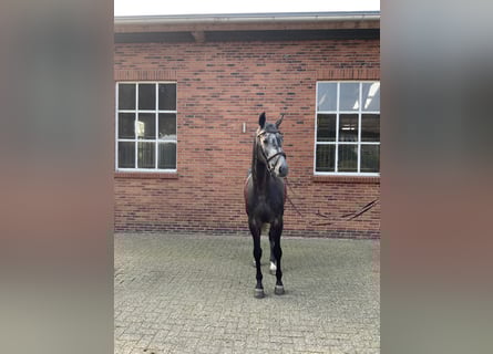 Oldenburg-International (OS), Valack, 4 år, 170 cm, Gråskimmel