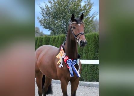 Oldenburger Springpferd, Wallach, 5 Jahre, 167 cm, Brauner