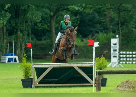 Oldenburger Springpferd, Wallach, 5 Jahre, 168 cm, Brauner