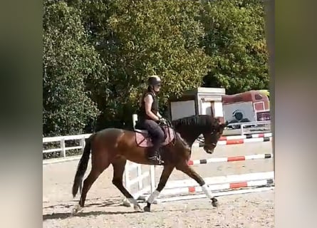 Oldenburger Springpferd, Wallach, 5 Jahre, 170 cm, Brauner