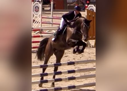 Oldenburg-International (OS), Valack, 5 år, 172 cm, Kan vara vit