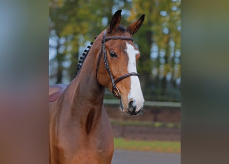 Oldenburg-International (OS), Valack, 5 år, 173 cm, Brun