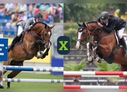 Oldenburg-International (OS), Unknown, Embryo