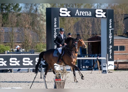Oldenburg-International (OS), Gelding, 10 years, 17,2 hh, Bay-Dark