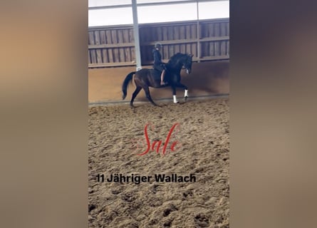 Oldenburg-International (OS), Gelding, 11 years, 16 hh, Bay-Dark
