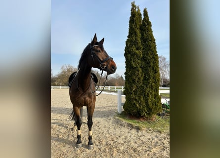 Oldenburg-International (OS), Gelding, 11 years, 17.2 hh, Brown