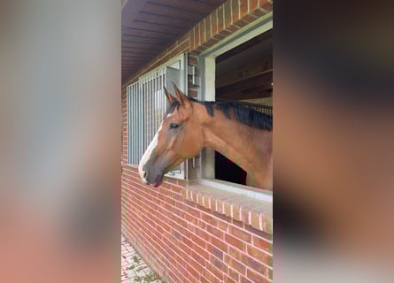 Oldenburg-International (OS), Gelding, 12 years, 17,2 hh, Brown