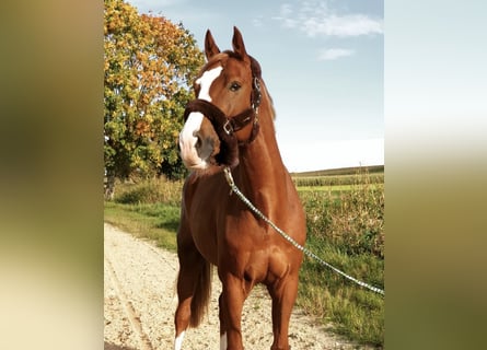 Oldenburg-International (OS), Gelding, 13 years, 16 hh, Chestnut-Red
