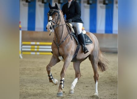 Oldenburg-International (OS), Gelding, 13 years, 16 hh, Chestnut-Red