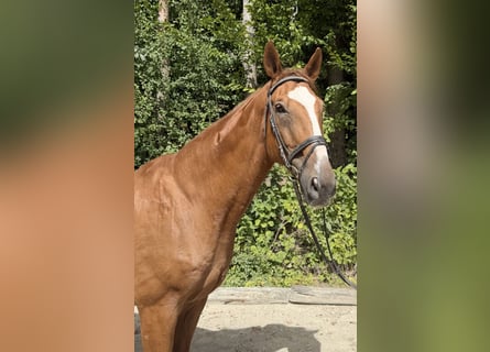 Oldenburg-International (OS), Gelding, 19 years, 17 hh, Chestnut-Red