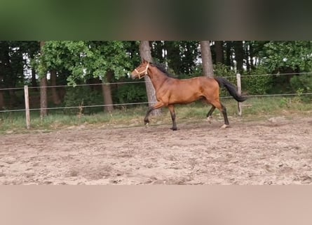 Oldenburg-International (OS), Gelding, 3 years, 15.3 hh, Brown