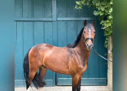 Oldenburg-International (OS), Gelding, 3 years, 15,1 hh, Brown