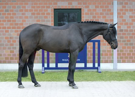 Oldenburg-International (OS), Gelding, 4 years, 16.1 hh, Bay-Dark