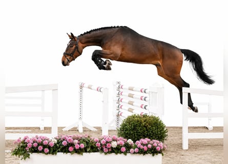 Oldenburg-International (OS), Gelding, 4 years, 16.1 hh, Brown