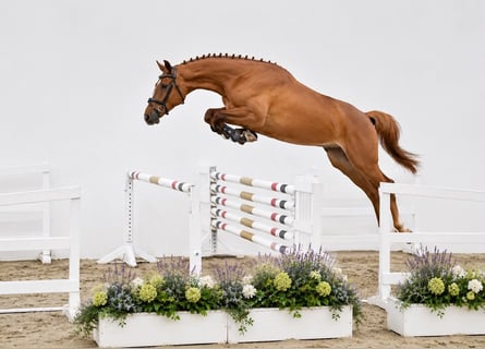 Oldenburg-International (OS), Gelding, 4 years, 16.2 hh, Chestnut-Red