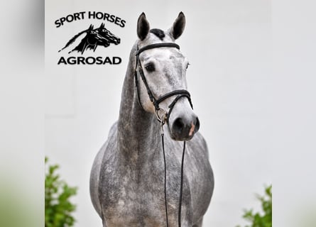 Oldenburg-International (OS), Gelding, 4 years, 16.2 hh, Grey