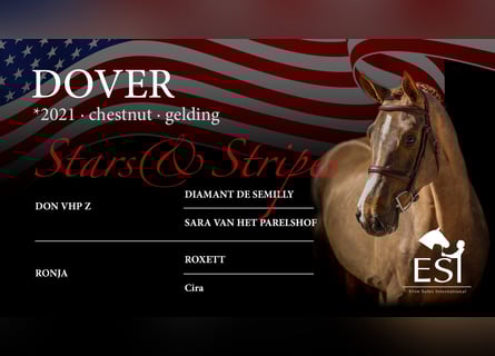 Oldenburg-International (OS), Gelding, 4 years, 16,1 hh, Chestnut-Red