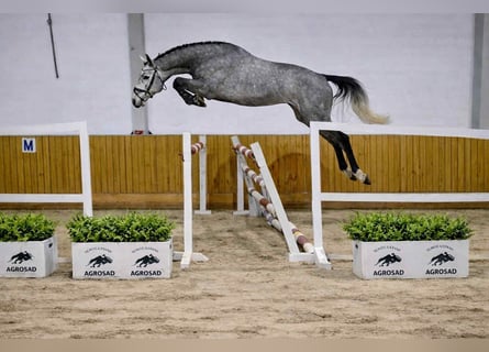 Oldenburg-International (OS), Gelding, 4 years, 16,1 hh, Grey