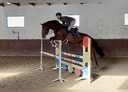 Oldenburg-International (OS), Gelding, 4 years, 16,2 hh, Bay-Dark