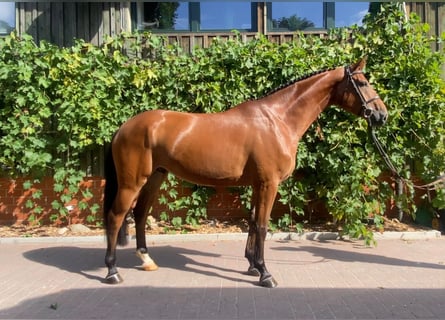 Oldenburg-International (OS), Gelding, 4 years, 16,2 hh, Brown