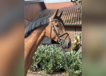 Oldenburg-International (OS), Gelding, 4 years, 16,2 hh, Brown