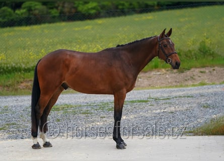 Oldenburg-International (OS), Gelding, 4 years, 17 hh, Brown