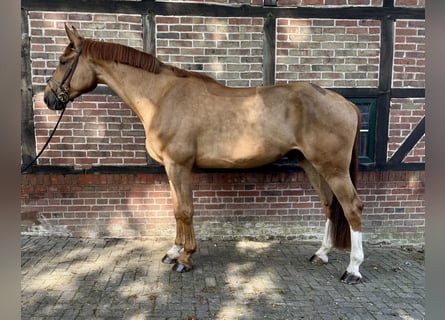 Oldenburg-International (OS), Gelding, 4 years, 17 hh, Chestnut