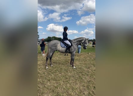 Oldenburg-International (OS), Gelding, 5 years, 15.2 hh