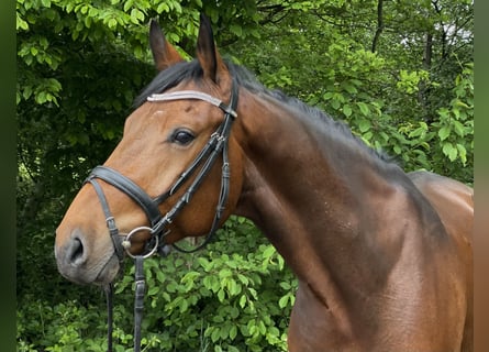 Oldenburg-International (OS), Gelding, 5 years, 15,2 hh, Brown