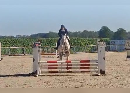 Oldenburg-International (OS), Gelding, 5 years, 16.1 hh, Grey