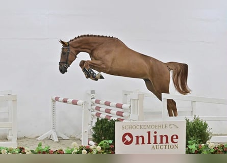 Oldenburg-International (OS), Gelding, 5 years, 16.1 hh