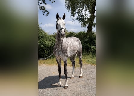 Oldenburg-International (OS), Gelding, 5 years, 16.2 hh, Grey-Dapple