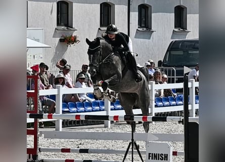 Oldenburg-International (OS), Gelding, 5 years, 16.2 hh, Grey-Dapple