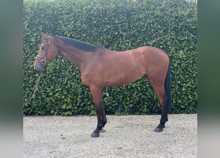 Oldenburg-International (OS), Gelding, 5 years, 16 hh, Brown