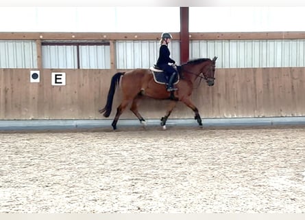 Oldenburg-International (OS), Gelding, 5 years, 16 hh, Brown