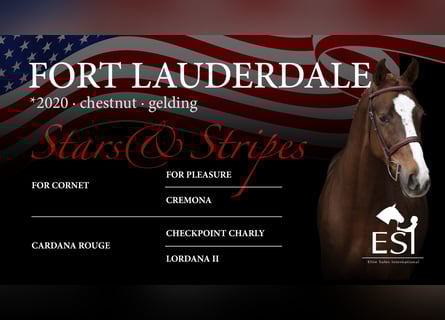 Oldenburg-International (OS), Gelding, 5 years, 16 hh, Chestnut-Red