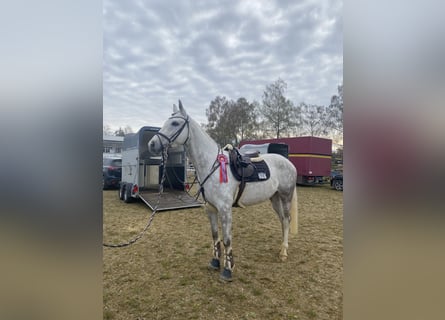 Oldenburg-International (OS), Gelding, 5 years, 16 hh, Grey