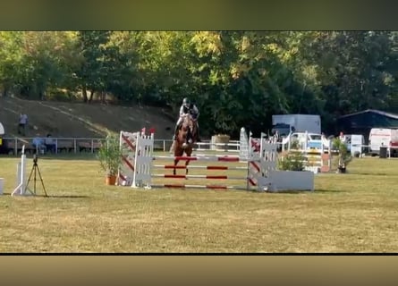 Oldenburg-International (OS), Gelding, 5 years, 16,1 hh, Brown
