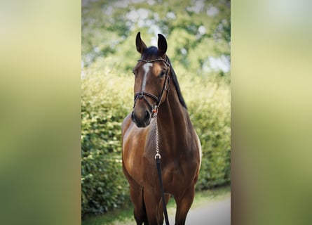 Oldenburg-International (OS), Gelding, 5 years, 16,2 hh, Brown