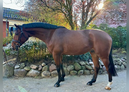 Oldenburg-International (OS), Gelding, 5 years, 16,2 hh, Brown