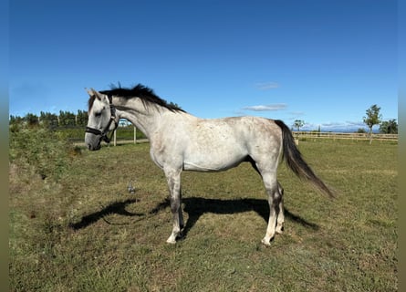 Oldenburg-International (OS), Gelding, 5 years, 16,2 hh, Grey
