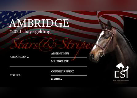 Oldenburg-International (OS), Gelding, 5 years, 16,3 hh, Bay-Dark
