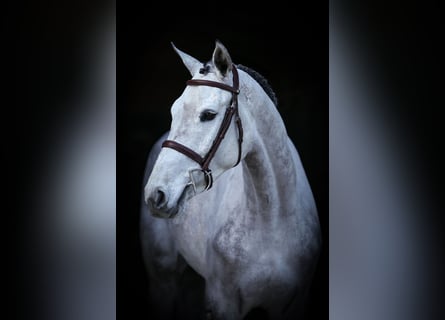 Oldenburg-International (OS), Gelding, 5 years, 16,3 hh, Grey