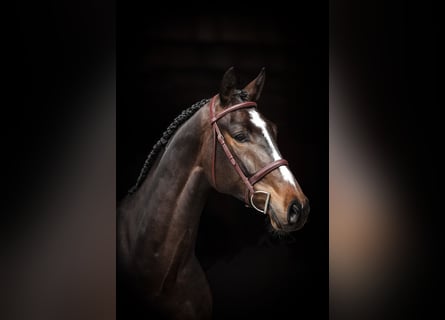 Oldenburg-International (OS), Gelding, 6 years, 16.2 hh, Bay-Dark