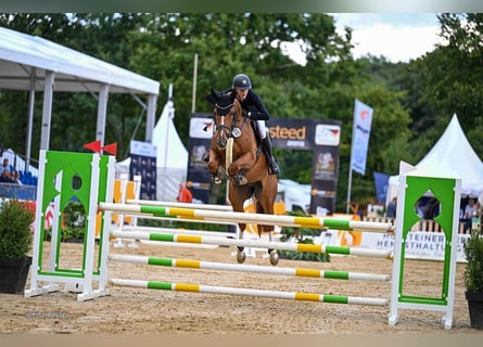 Oldenburg-International (OS), Gelding, 6 years, 16.2 hh, Chestnut-Red