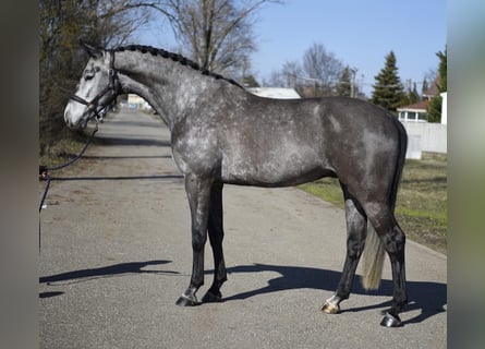 Oldenburg-International (OS), Gelding, 6 years, 16.2 hh, Grey-Dark-Tan