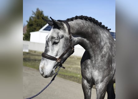 Oldenburg-International (OS), Gelding, 6 years, 16.2 hh, Grey-Dark-Tan